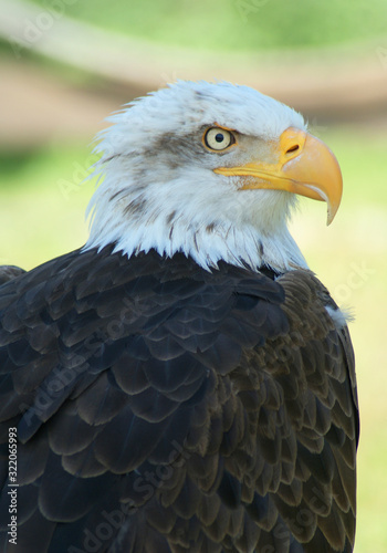 AGUILA 