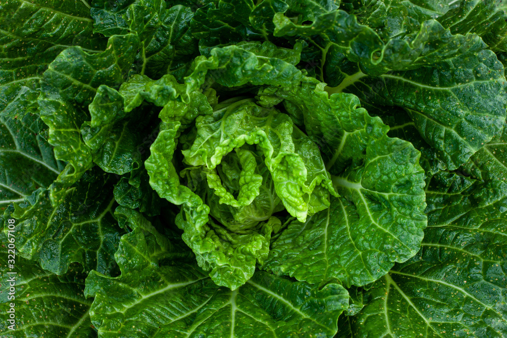 closeup nature view of Cabbage in garden, dark wallpaper concept, nature background, tropical green leaf closeup nature view of Cabbage in garden, dark wallpaper concept, nature background, tropical green leaf