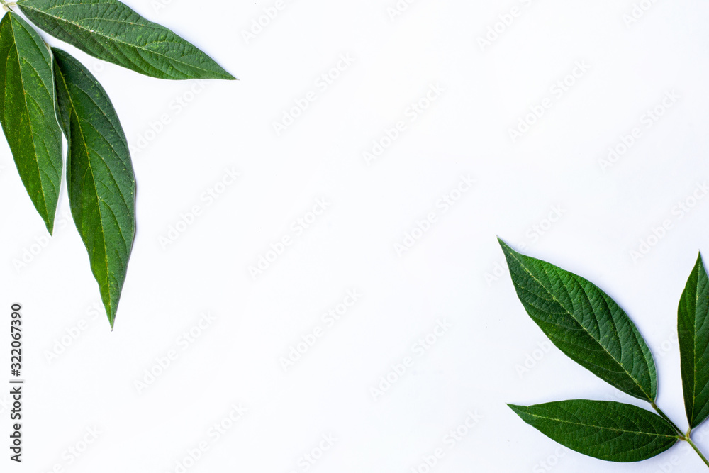 Fototapeta premium green leaves isolated on white background, fresh green leaves
