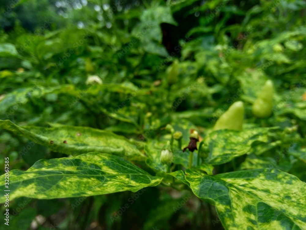Fresh green chili with leaves in the nature background Fresh green chili with leaves in the nature background