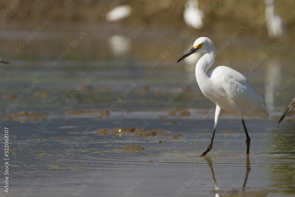 Obraz premium white egret in a wet farming location in search of food