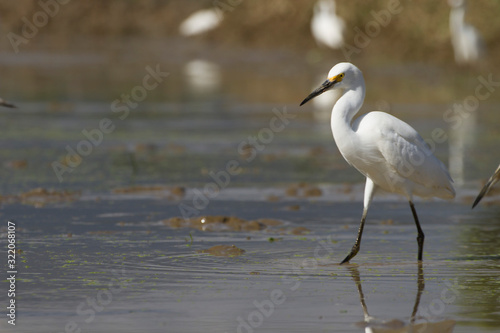 white egret in a wet farming location in search of food © Francis
