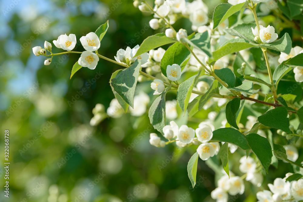 Fototapeta premium Close up of white jasmine flowers in a garden. Flowering jasmine bush in sunny summer day. Nature background.