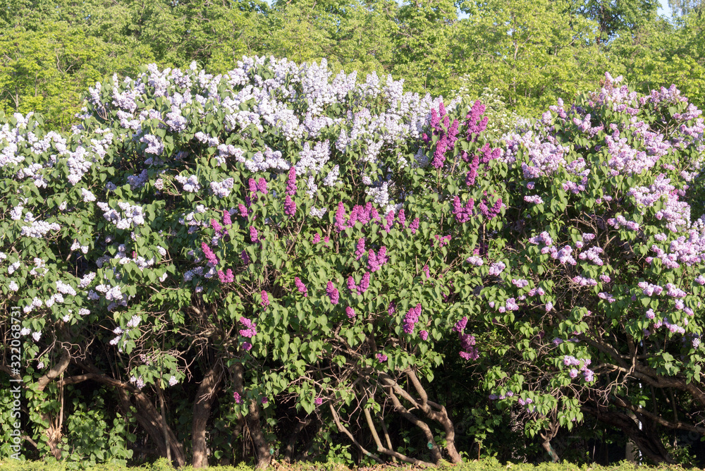 lilac Adult tall bushes form a single landscape composition. Plants in full growth.