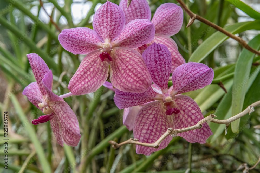 orchidée tigre orchidée tigre