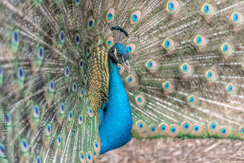 Naklejka premium Paon