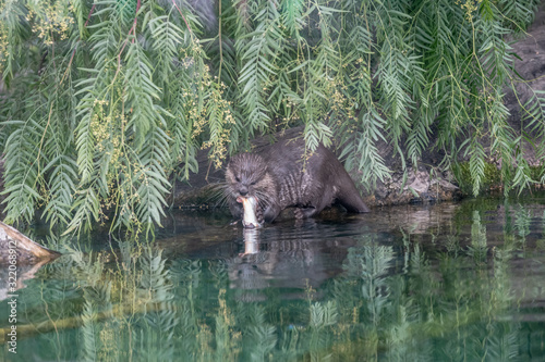 loutre en train de manger