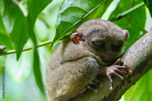 Sleepy tarsier with half closed eyes, small primate, on branch in nature, Bohol, Philippines photo