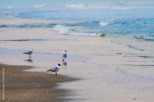 aves