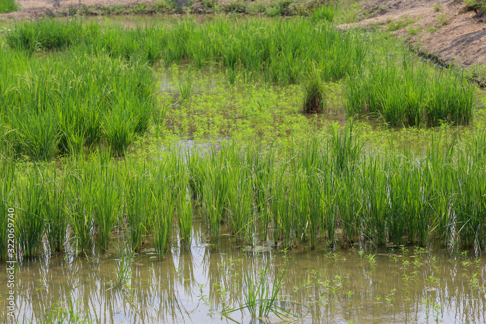 The green baby rice field in thailand for rice background The green baby rice field in thailand for rice background
