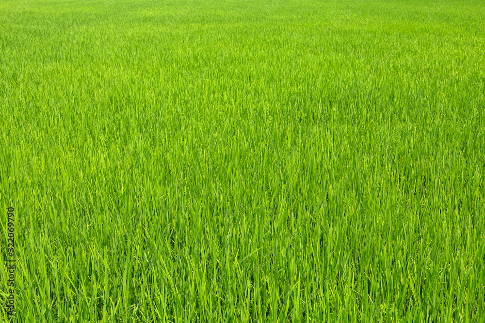 The green baby rice field in thailand for rice background