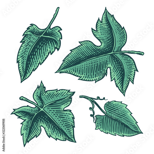 Set of grape leaves. Vineyard Plant Collection in vintage style. Hand drawn engraved outline sketch for banner, poster or label. Ingredient for wine and juice.