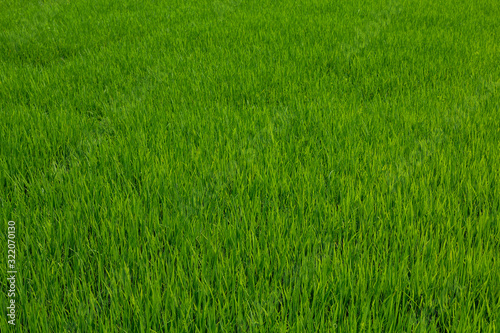 The green baby rice field in thailand for rice background