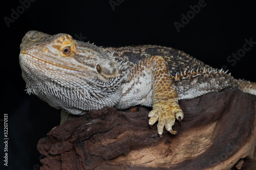 Close-up of a beautiful Lizard Agame Reptile standing on a wood log night photography