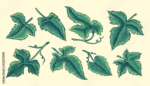 Set of grape leaves. Vineyard Plant Collection in vintage style. Hand drawn engraved outline sketch for banner, poster or label. Ingredient for wine and juice.
