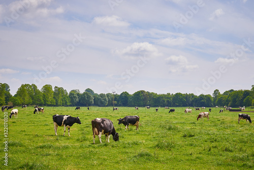 Fototapeta Naklejka Na Ścianę i Meble -  Holstein Cows Grazing On A Green Meadow