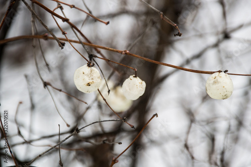 branch of snowberry on a background of snow