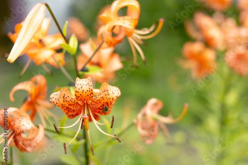 Tiger lily is blooming in backyard garden against the background of blurred tender greenery. Summer or spring concept