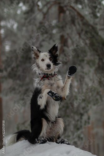 Skadi  border-collie  snow photo