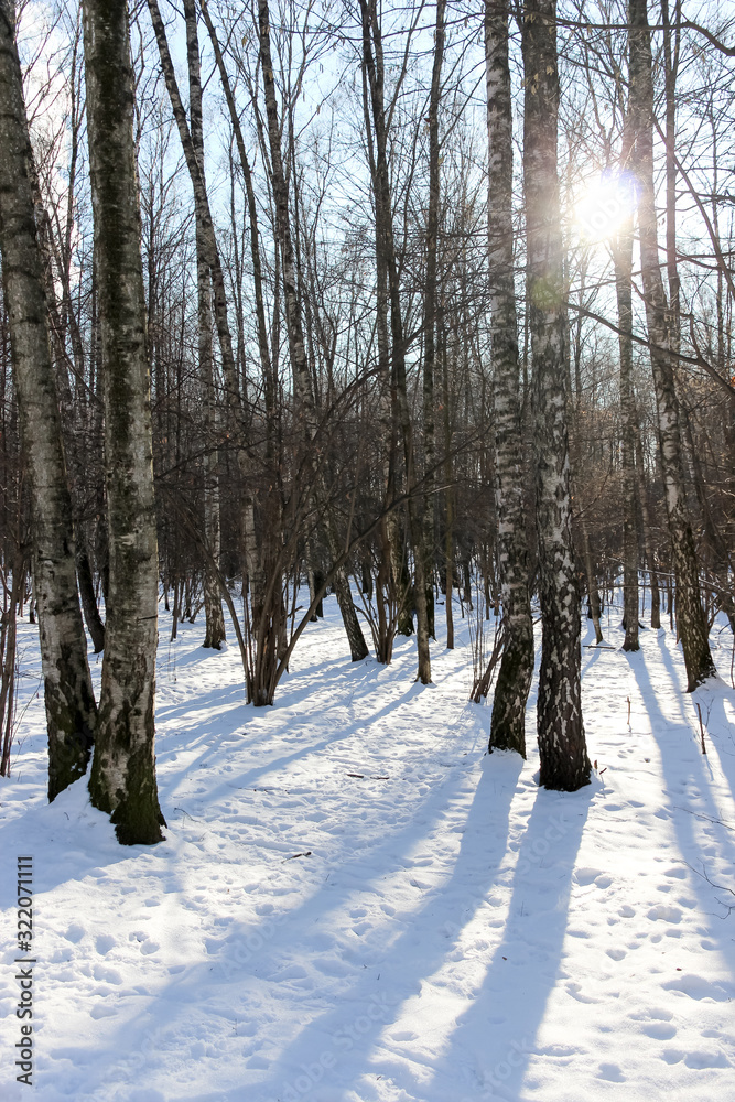 Snow forest in winter beautiful landscape