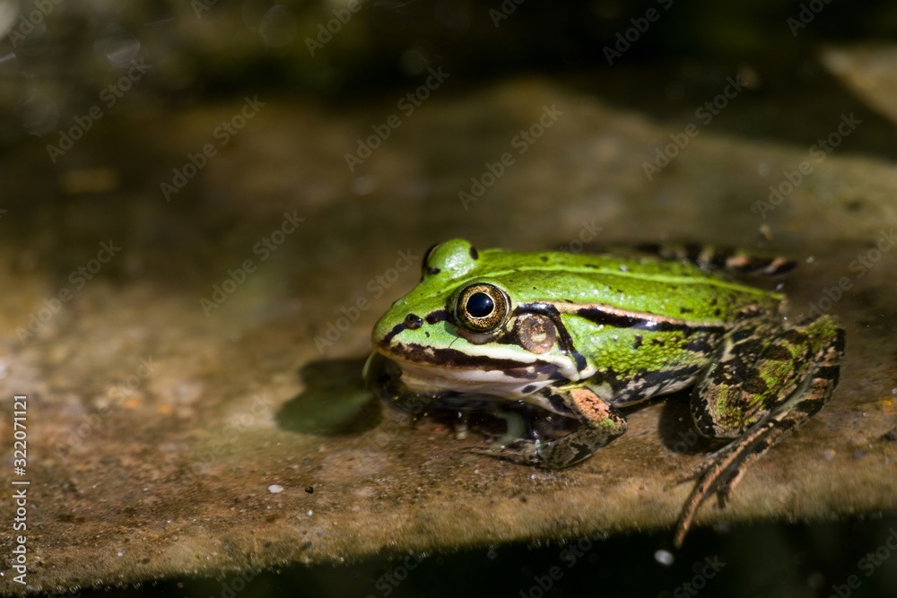 a green frog half-submerged in water basks in the sun on the edge of the pool a green frog half-submerged in water basks in the sun on the edge of the pool