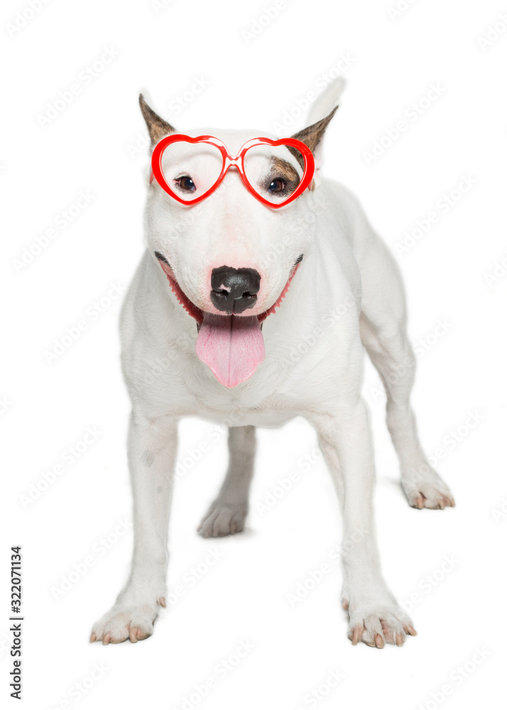 bull terrier wearing red heart-shaped sunglasses,standing against white background.