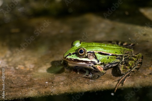 a green frog half-submerged in water basks in the sun on the edge of the pool © ogikk