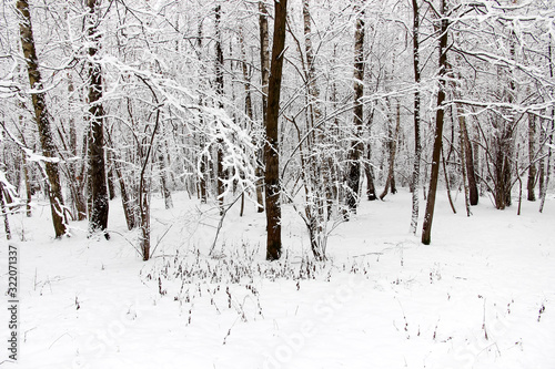 Snow forest in winter beautiful landscape