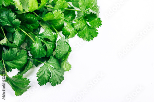 fresh cilantro leaves with water droplets on a white background photo