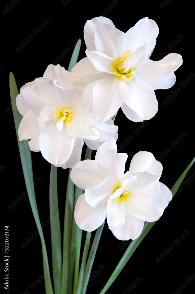 Three white daffodil flowers as a bouquet isolated on black background Three white daffodil flowers as a bouquet isolated on black background