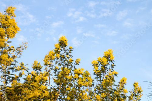 Silver wattle yellow flowers blooming © Azahara MarcosDeLeon