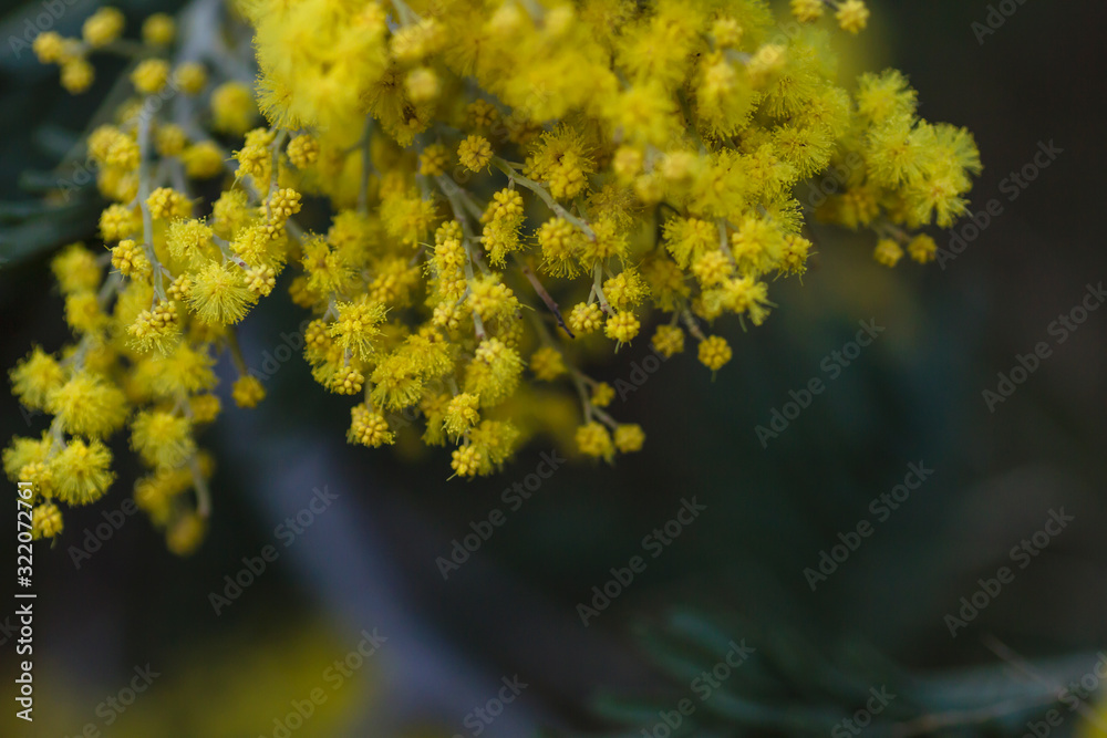 Obraz premium Silver wattle yellow flowers blooming
