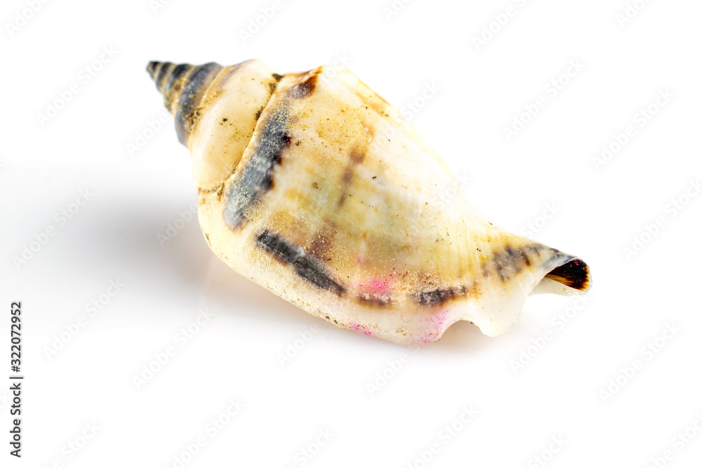 Shells, natural organic color seashell on white background with blank space for text. Travel or vacation concept. Summer background.