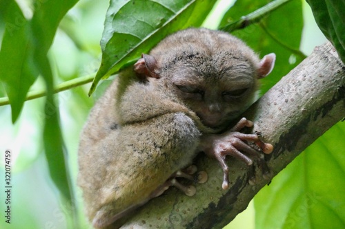 Sleepy tarsier with closed eyes and long tail, small primate, on branch in nature, Bohol, Philippines photo