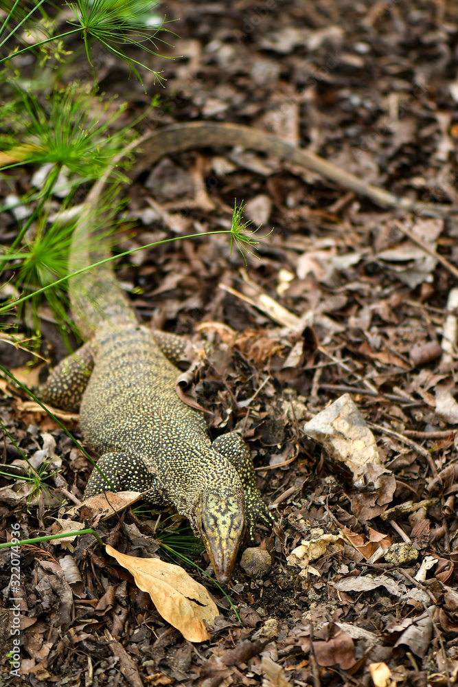 Yellow spotted asian water monitor lizard