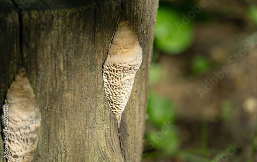 Close-up of beautiful beige porous tree fungus Daedalea quercina, commonly known as the oak mazegill or maze-gill fungus on gray stump. Original design from nature. Selective focus photo