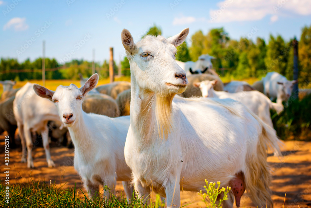 Goats on the country side road on a hot summer day. Goat road block. Goat looking in camera. Goats on the country side road on a hot summer day. Goat road block. Goat looking in camera.