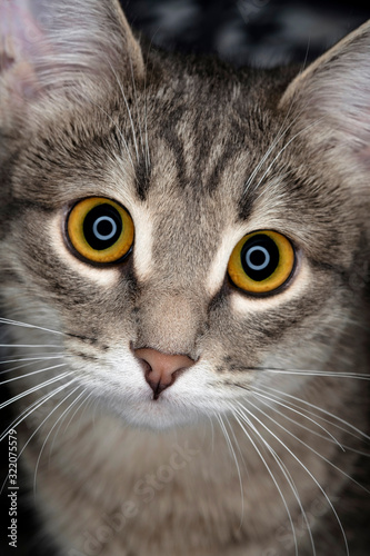 Close-up portrait of a domestic cat with yellow eyes. Cute tabby cat with yellow eyes and long whiskers looks at camera with a sweet expression. Front view. Image for banner, veterinarian, cat food