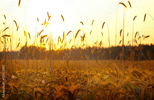 Wheat field in country side on a summer evening sunset golden hour
