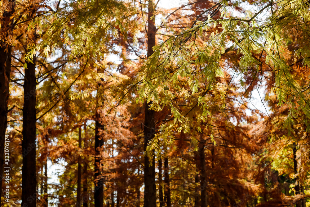 Obraz premium 秋のメタセコイアの森