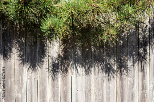 close up of wood fence with pine branches overhanging and needle shadow in thirds