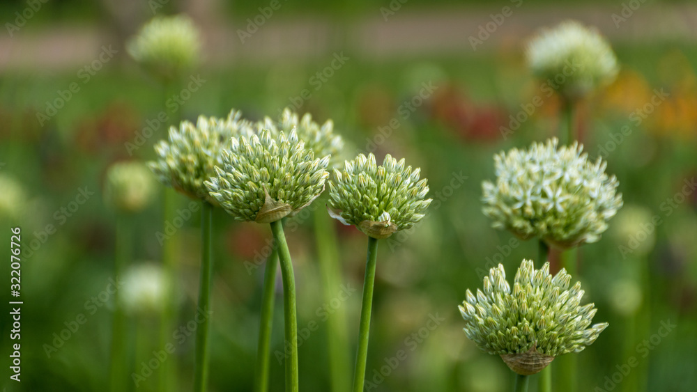 Blumen Blumen