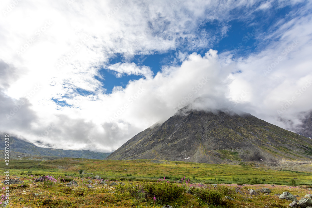 Floral landscape against the backdrop of the mountains of the Polar Urals