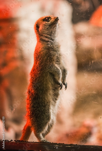 Very cute image of a male or female meerkat stood up inside the indoor blackpool zoo inhabitance with a bright red UV heater light and glass window to separate the fury animal from the outside world photo