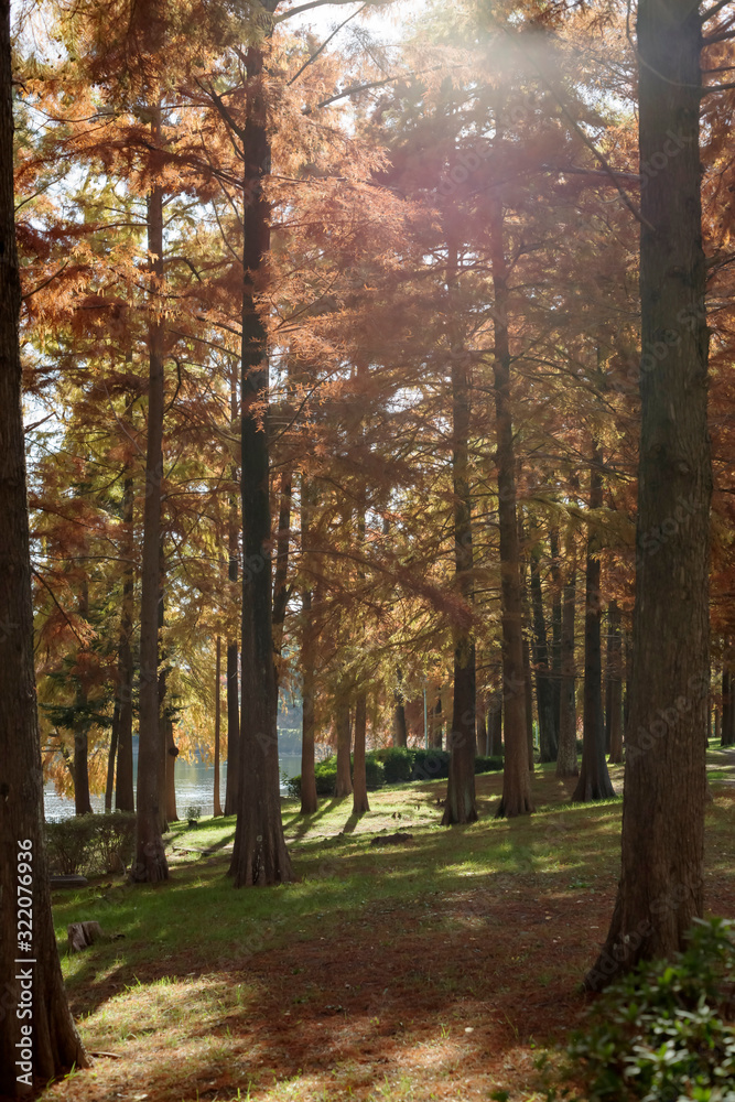 Fototapeta premium 大阪吹田・桃山公園のメタセコイアの森