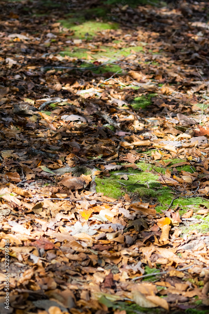 Forest floor with patches of green moss and dappled shadows and light