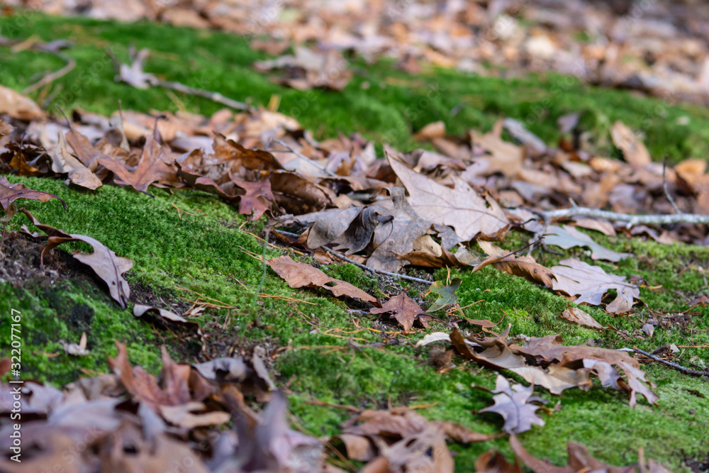 Close up view of forest floor with diagonal moss formations and brown fall leaves Close up view of forest floor with diagonal moss formations and brown fall leaves