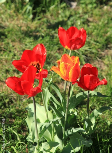 Blossoming and colorful red tulips  Tulipa L  in city garden. Spring and warm landscape with blooming flowers in the light of the sun. City park decoration. Bright colors of nature