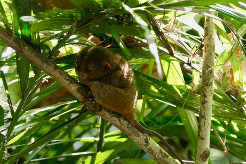 Sleepy tarsier with open eyes and funny face, small primate, on branch in nature, Bohol, Philippines photo