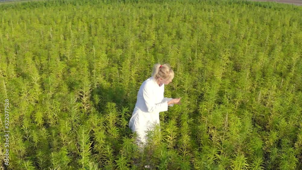 Aerial shot of scientist walking on marijuana field observing CBD hemp plants Aerial shot of scientist walking on marijuana field observing CBD hemp plants